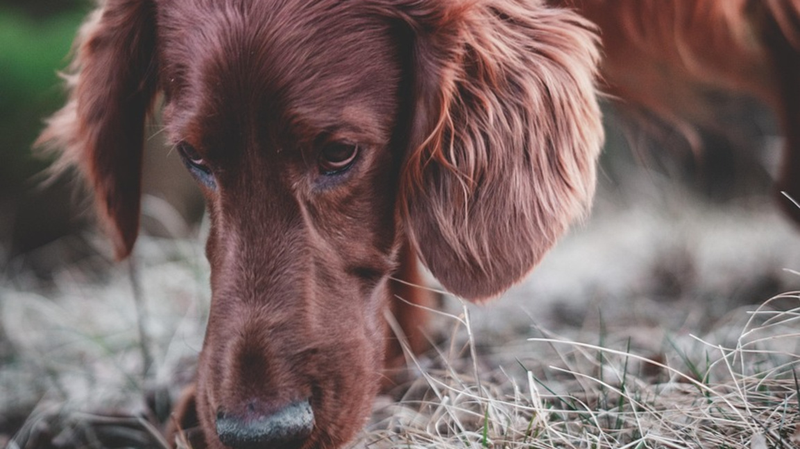 В Испания протестираха с искане за забра...