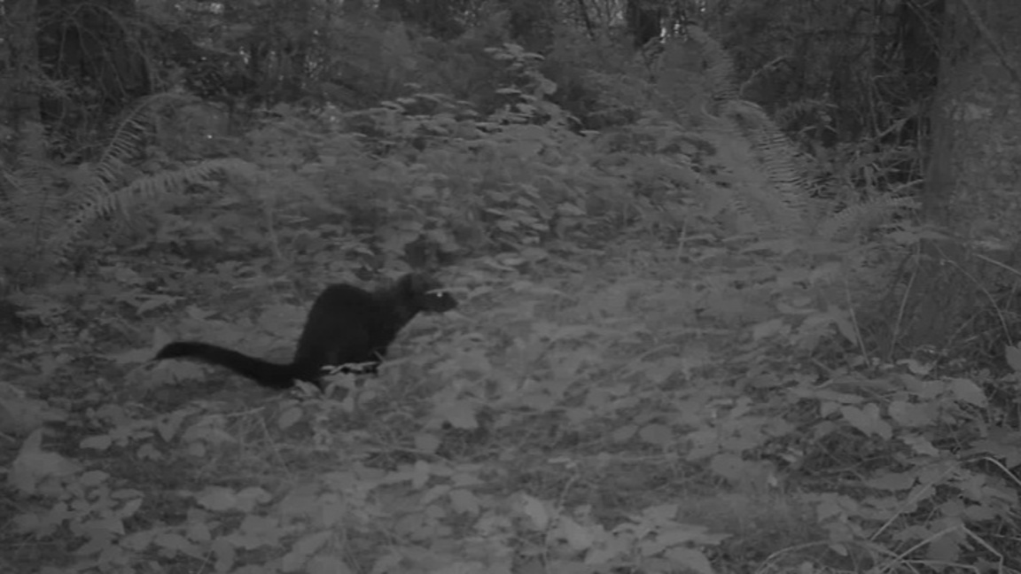 Преди два века изчезнало, но сега... отк...