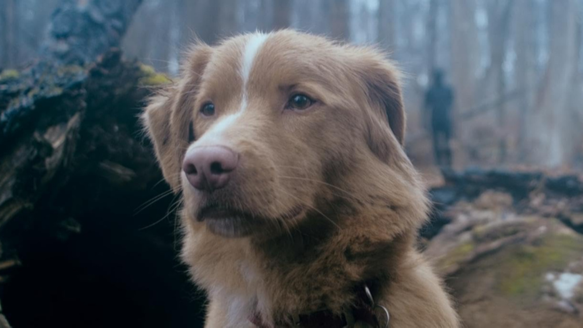 Кучето Инди