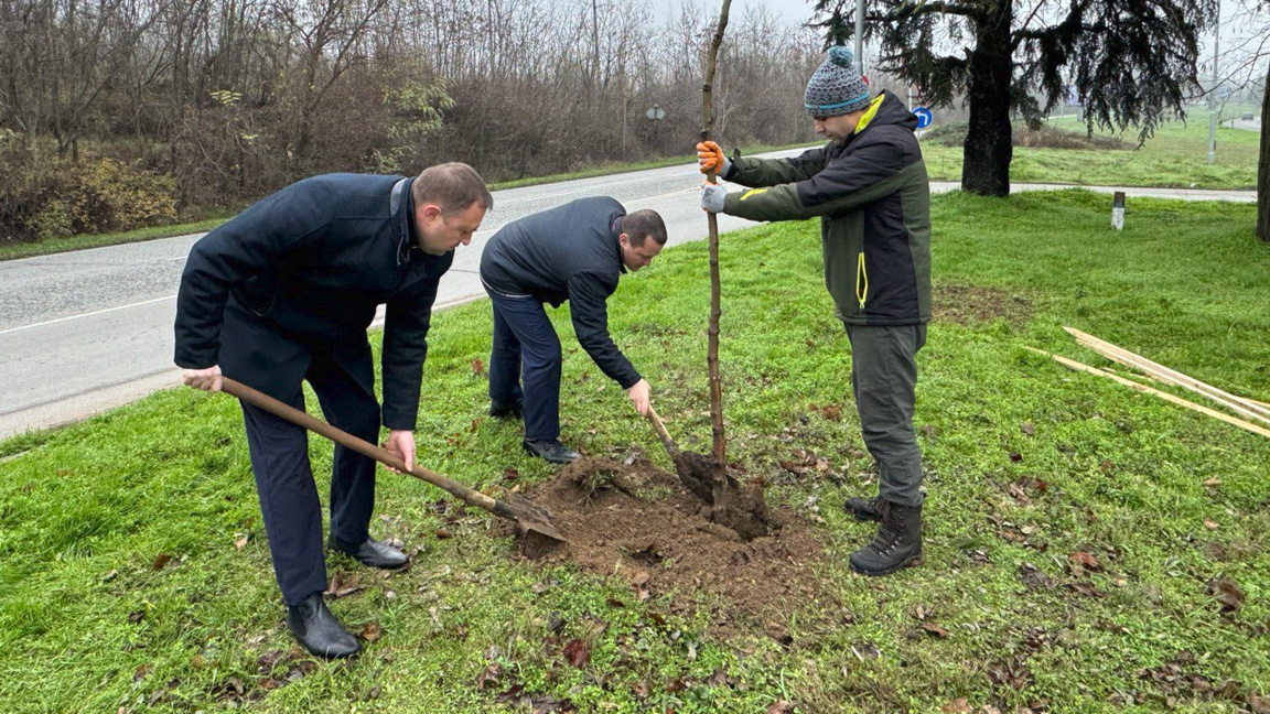 Засаждат 70 чинара в Русе