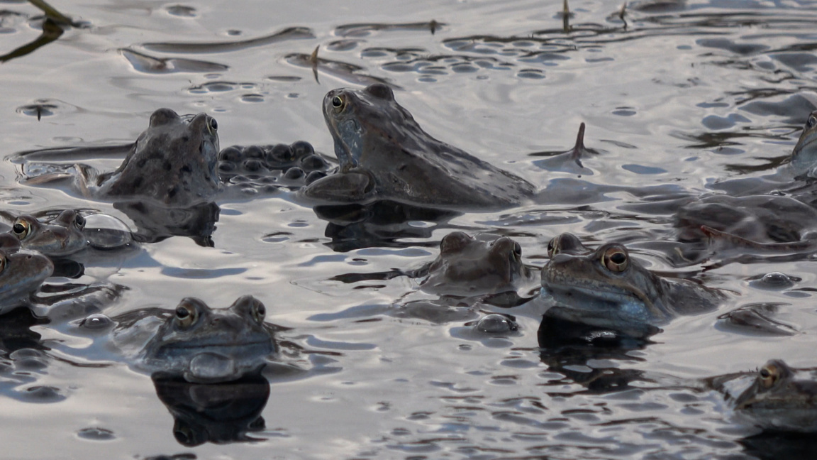 Необикновено пътешествие на планински жа...