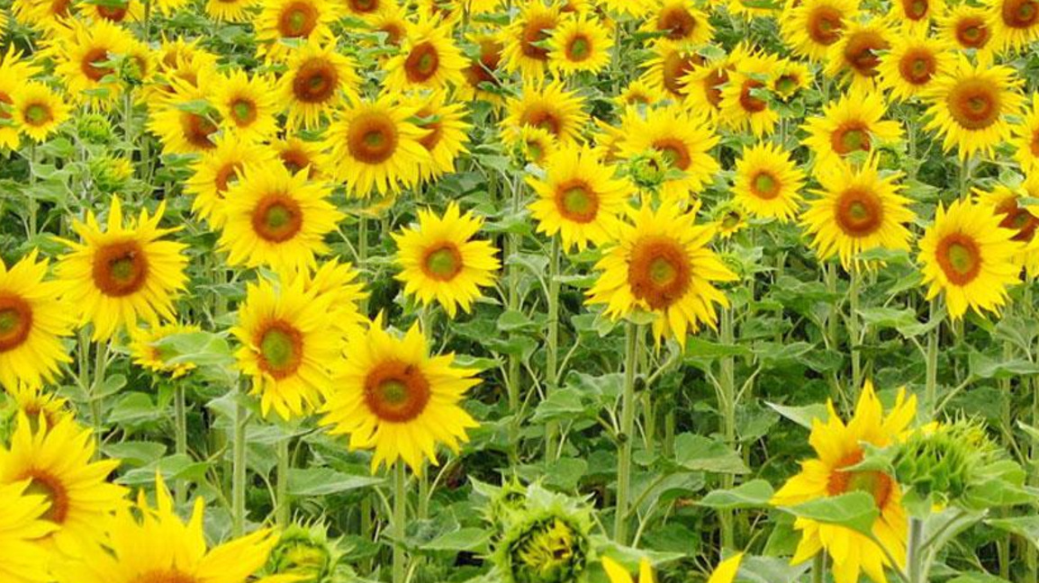 слънчогледи