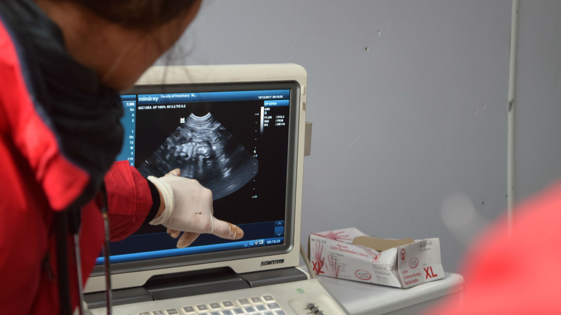 Бъдещото бебе на разградските лъвове