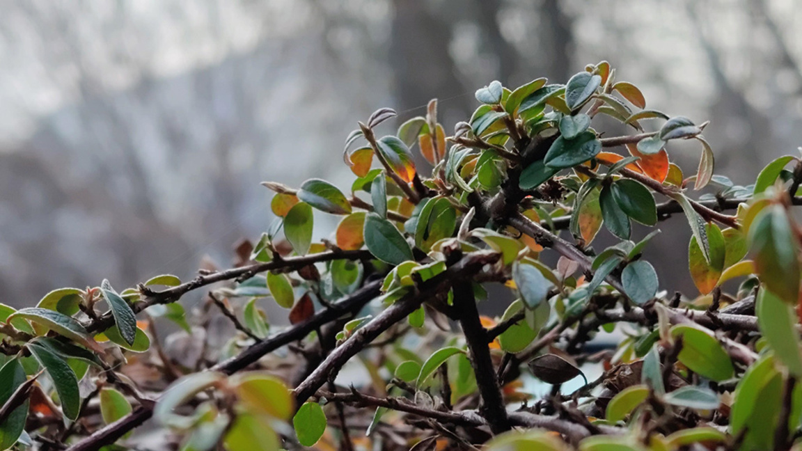 прогноза за времето Бъдни вечер дъжд