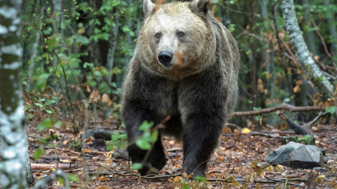 Паркът за мечки край Белица отново посре...