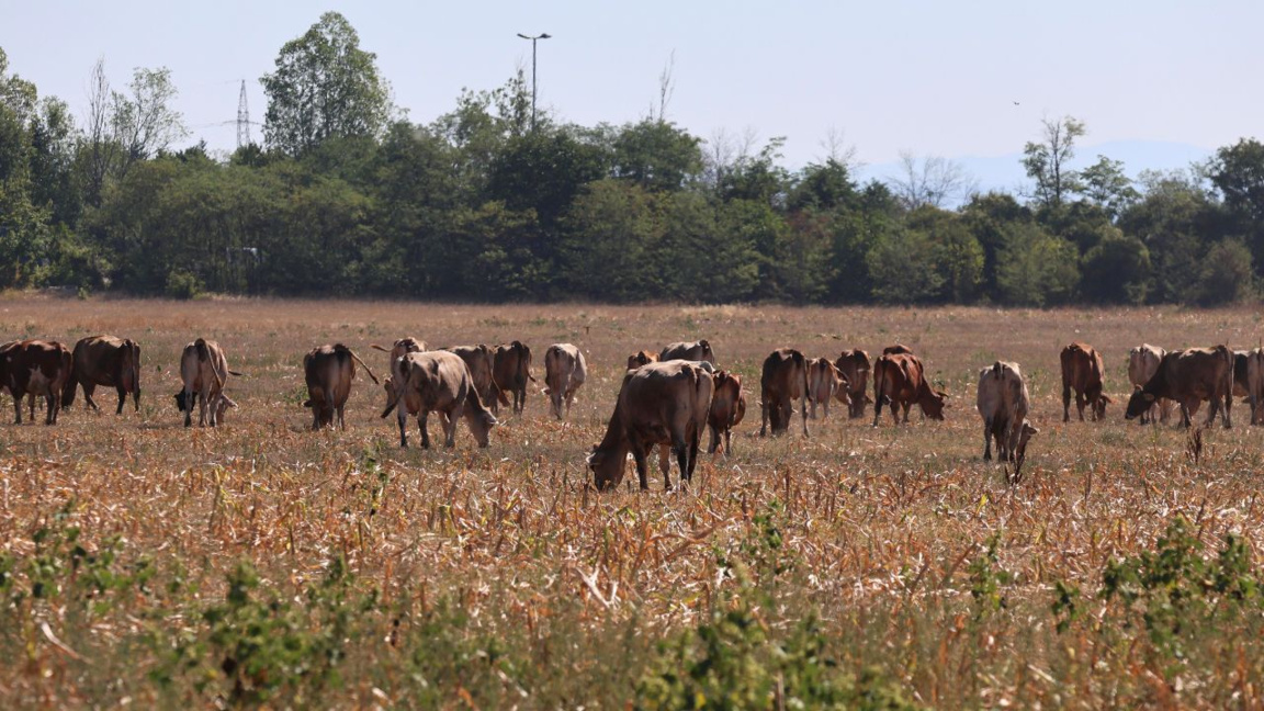Животновъдните стопанства в България дра...