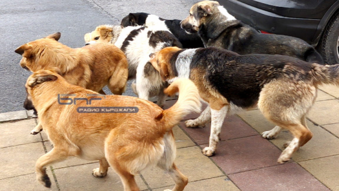 Кошмарът на едно 14-годишно момче, нападнато от глутница кучета