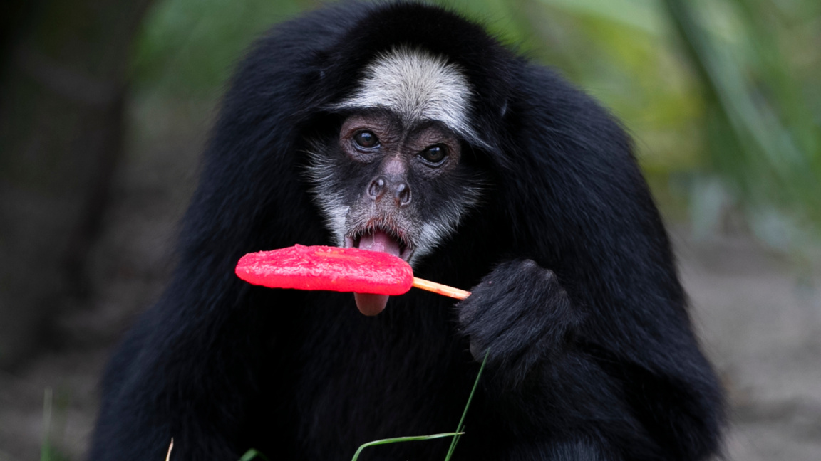 Студ при нас, а в Бразилия – жега! Сладоледи в зоопарка