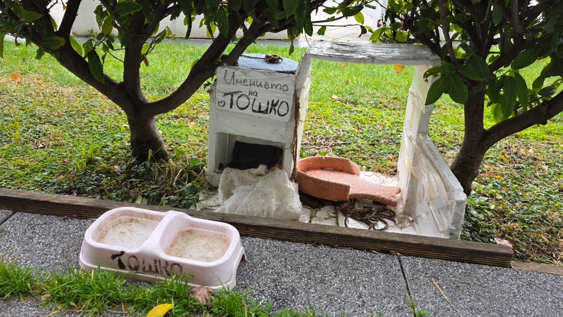 Бездомните животни и зимата - какво е решението и как да помогнем