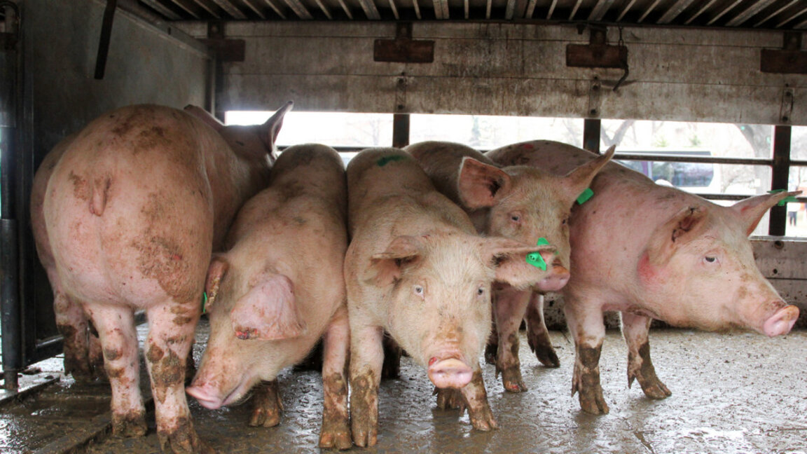 Китай удължава разследването за вноса на свинско месо от ЕС, за да стабилизира вътрешния си пазар