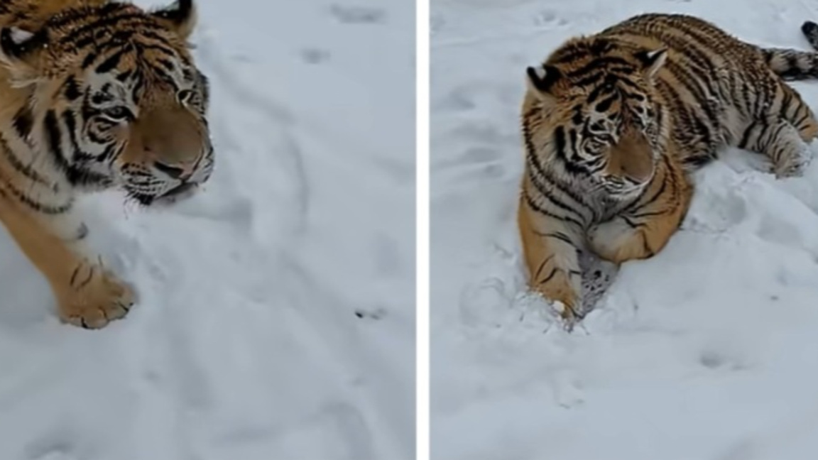 Кадри със сибирски тигър в двор в Румъния – хит в TikTok