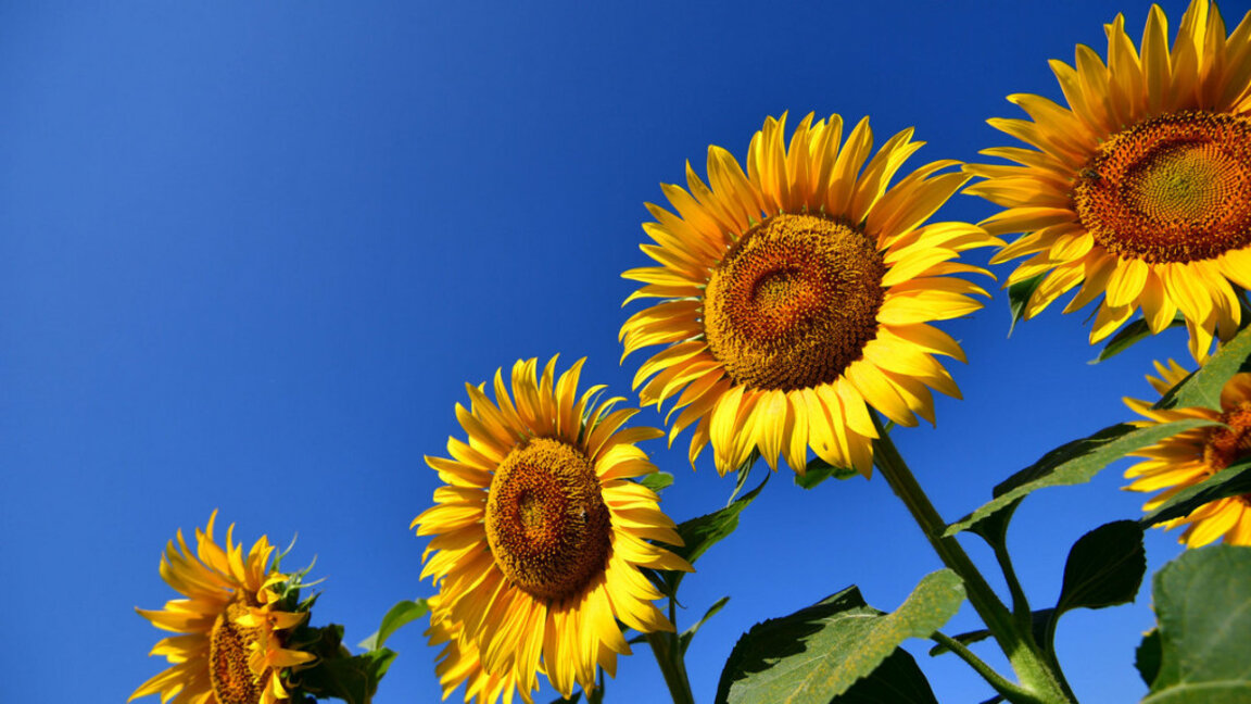 Земеделците с писмо до правителството с предупреждение за протест