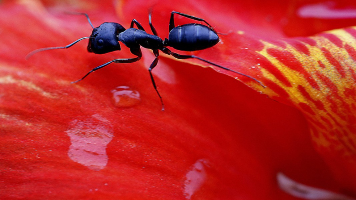 Китаец е задържан в Кения при опит да из...