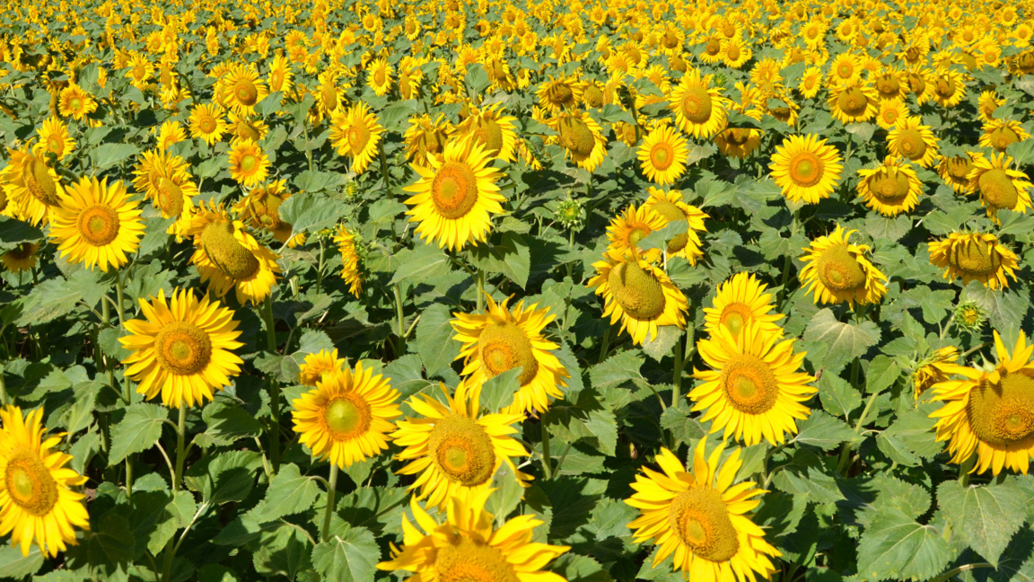 Земеделци с пропаднали площи от бедствия...