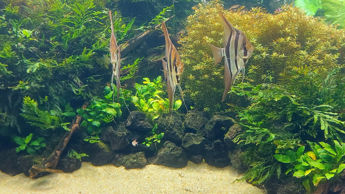 Подводен оазис у дома: Философията на ра...