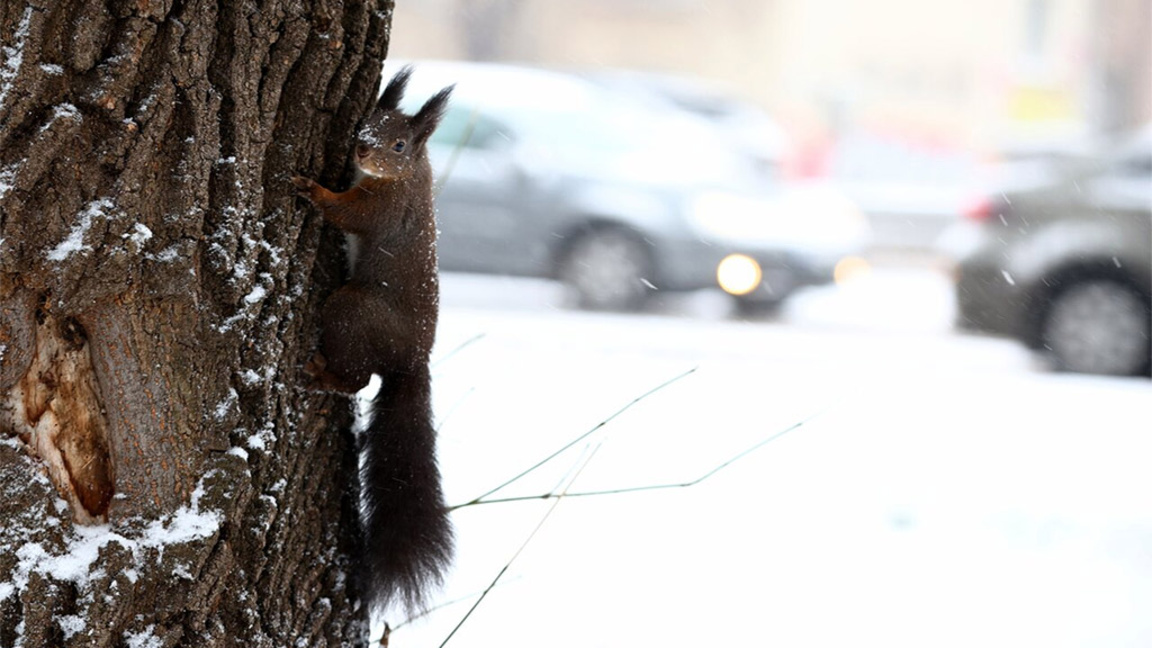 катерица през зимата, зима, сняг