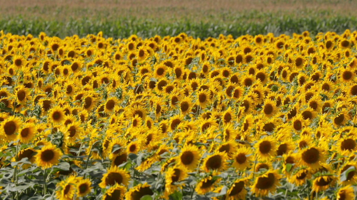 Зърнопроизводителите: Възобновяване на украинския внос - сигурен начин да загине българското земеделие