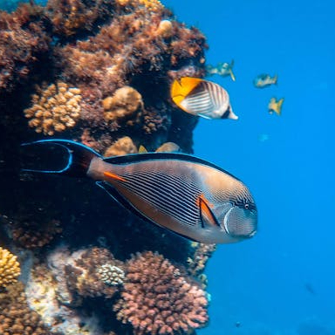 Рибите и водните обитатели...