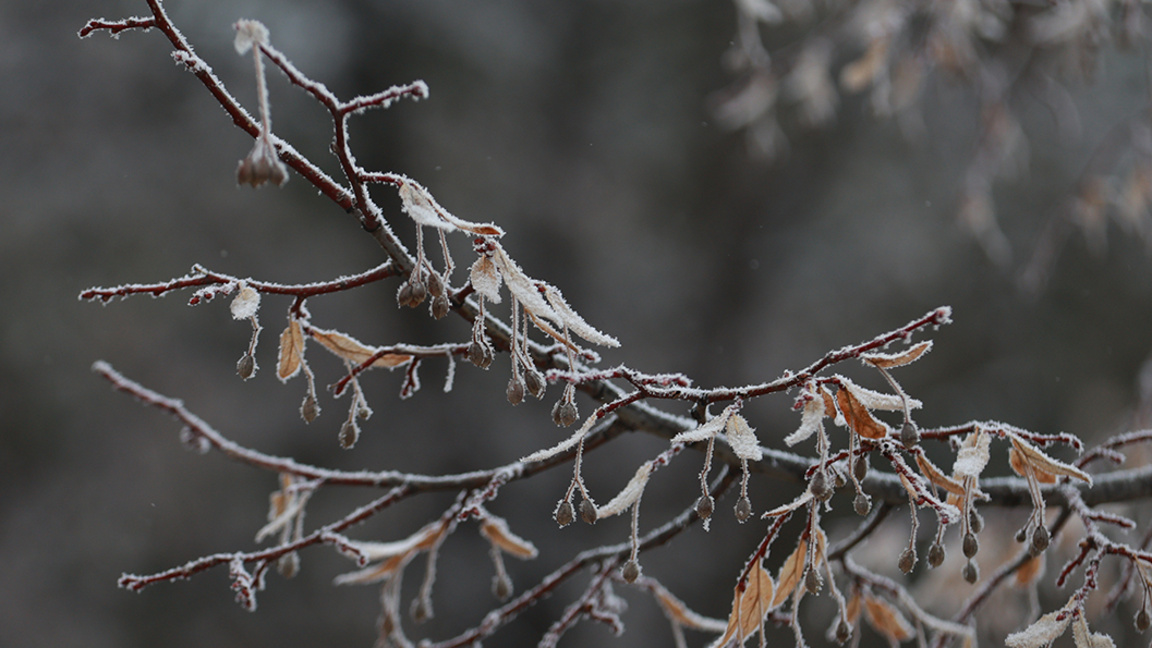 прогноза за времето Студена вълна с дъжд и сняг ще премине през страната