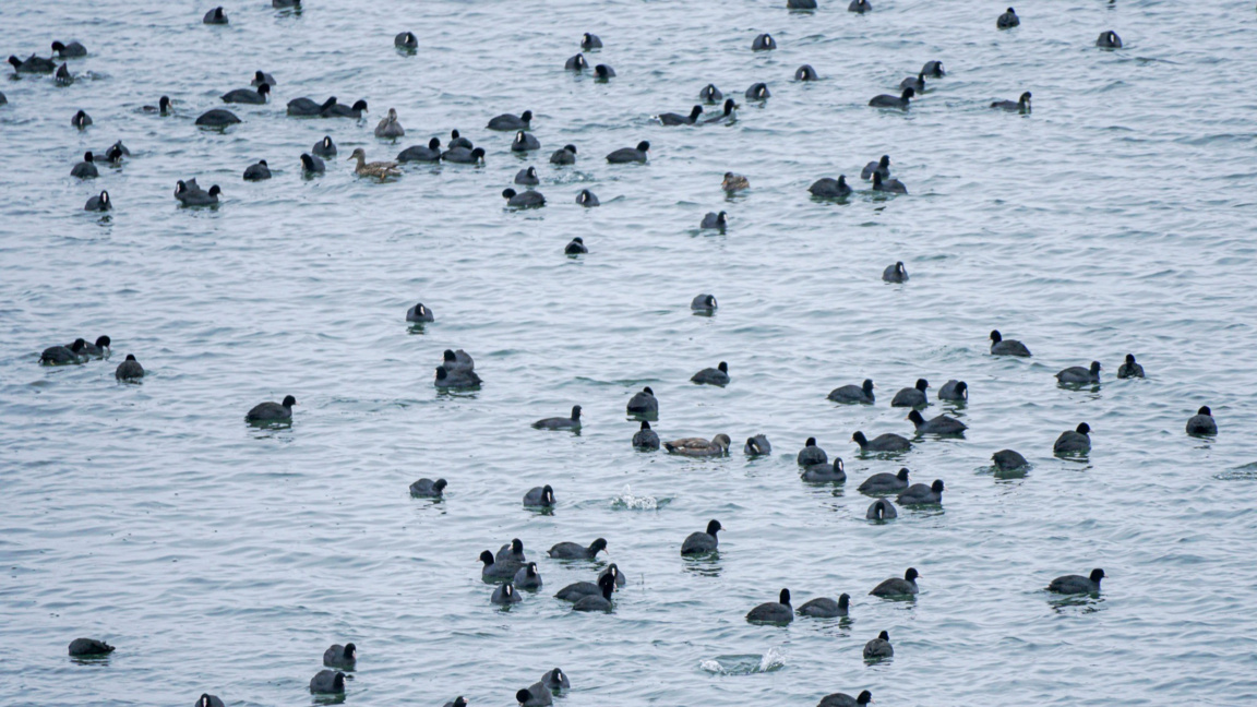 Студеното време принуди много птици от Европа да зимуват у нас
