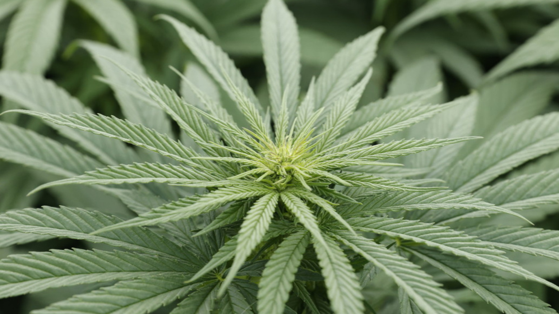 Откриха чували с канабис в имот промишле...