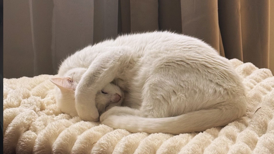 Снежната Сторми и малките радости вкъщи