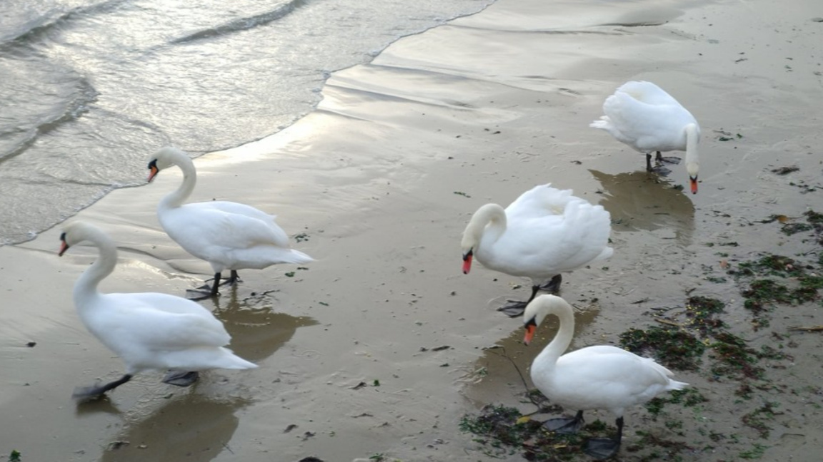 Лебеди във Варна