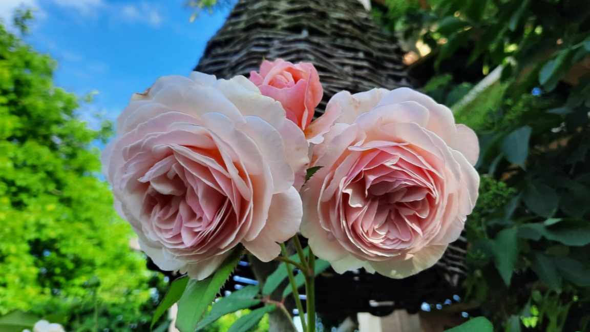 Очаквайте в „Ева в неделя“ на 22 февруар...