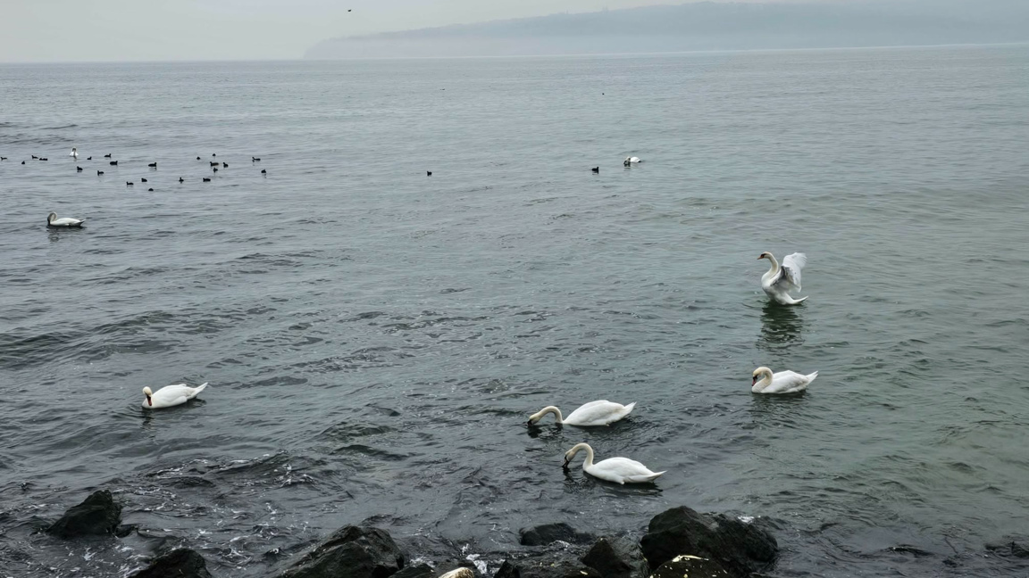 Лебеди във Варна